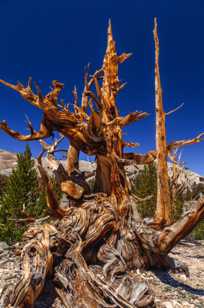 Bristlecone Pine, Patriarch Grove-3882